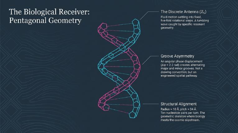 Plate 9: The biological receiver: pentagonal geometry