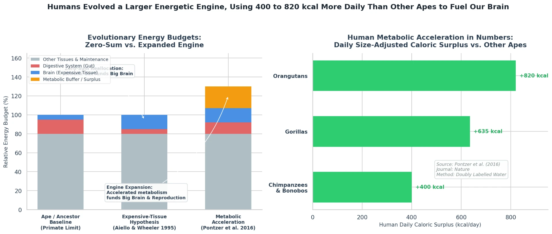 Two charts: stacked energy budgets comparing the ape baseline, the Expensive-Tissue Hypothesis reallocation, and Pontzer's metabolic acceleration; and a bar chart of the human daily caloric surplus over chimpanzees and bonobos (+400), gorillas (+635), and orangutans (+820).