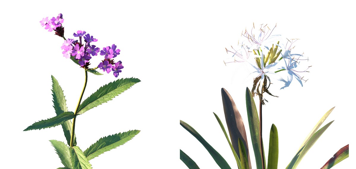 Frontispiece: two native wildflowers, drawn botanical plate from the printed edition