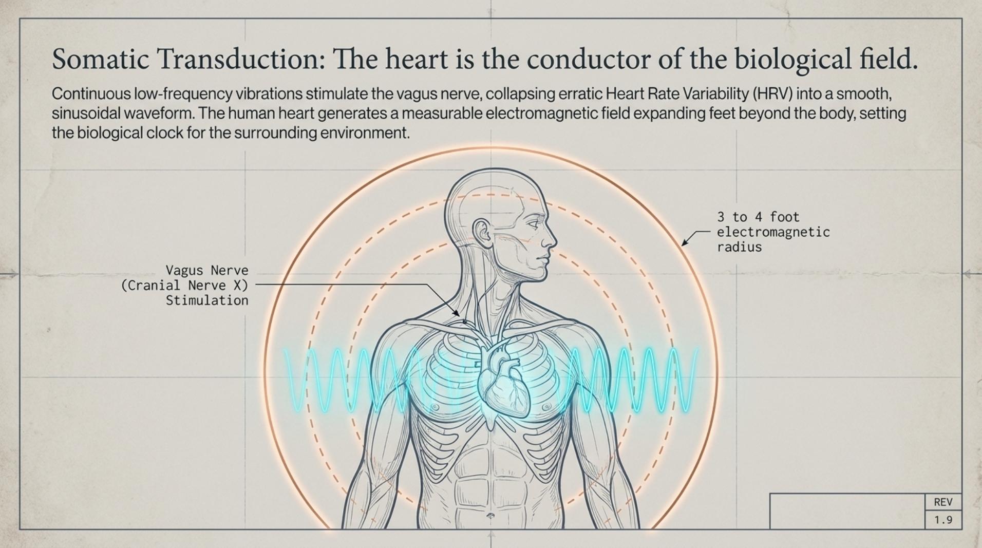 Somatic Transduction — The Heart as Conductor