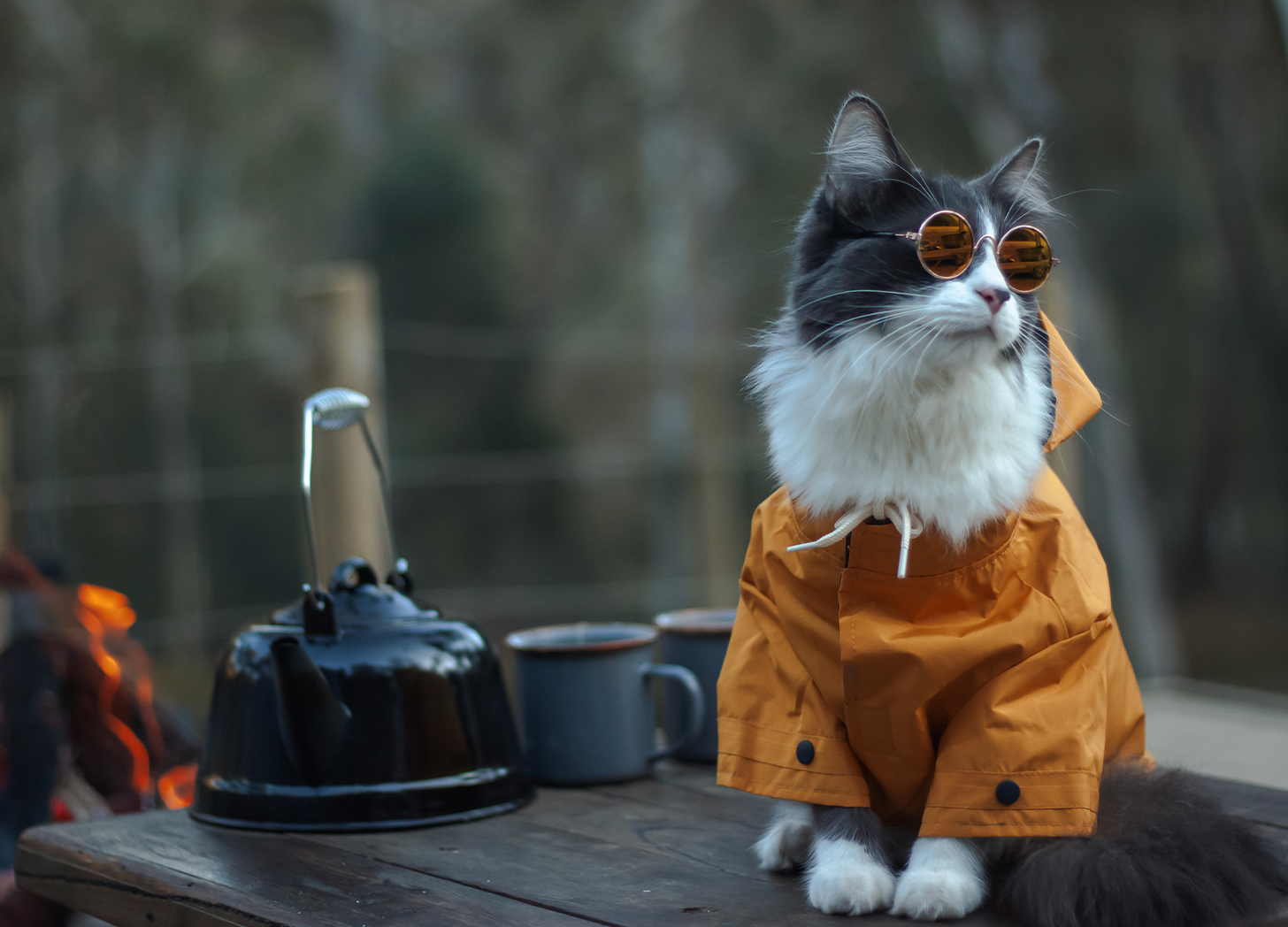 A cat wearing sunglasses and a raincoat — quantum-cat noir.